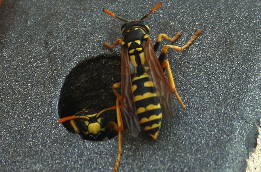 Polistes dominulus, due regine